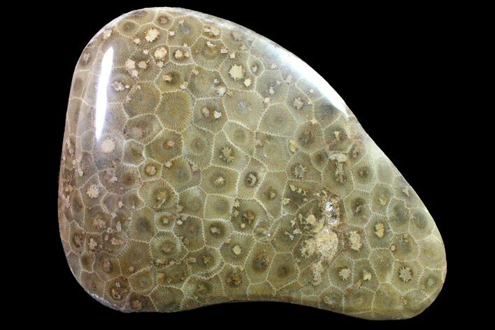 Polished Petoskey Stone (Fossil Coral) - Michigan #162064